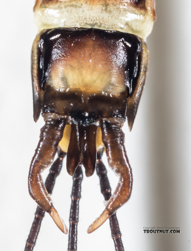 Male Drunella coloradensis (Small Western Green Drake) Mayfly Spinner from Mystery Creek #199 in Washington