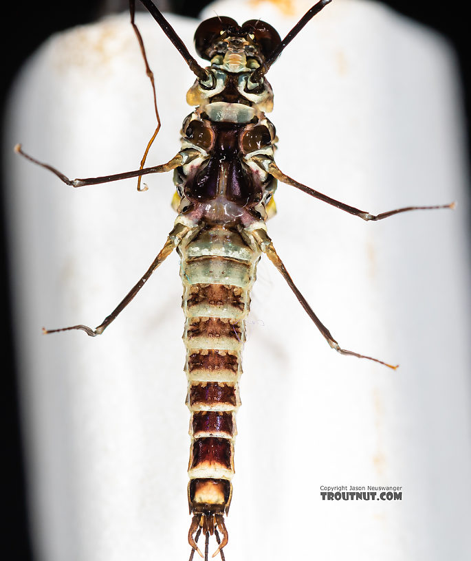 Male Drunella coloradensis (Small Western Green Drake) Mayfly Spinner from Mystery Creek #199 in Washington