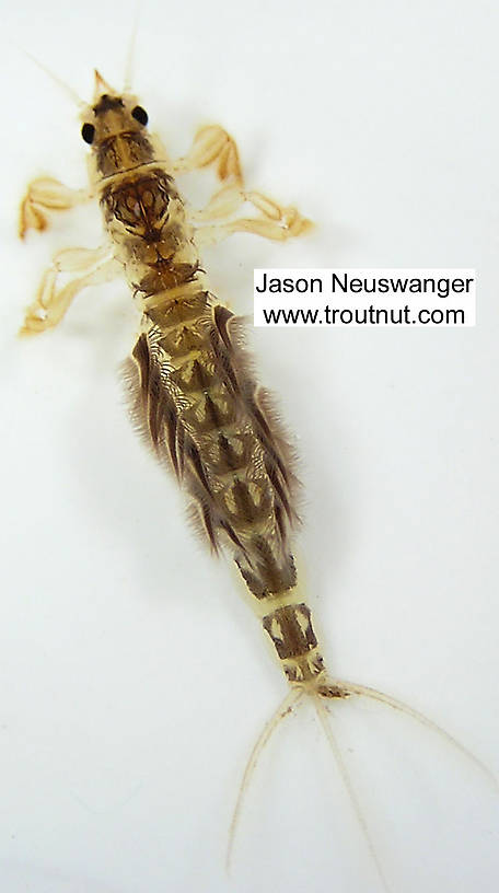 Hexagenia limbata (Hex) Mayfly Nymph from unknown in Wisconsin