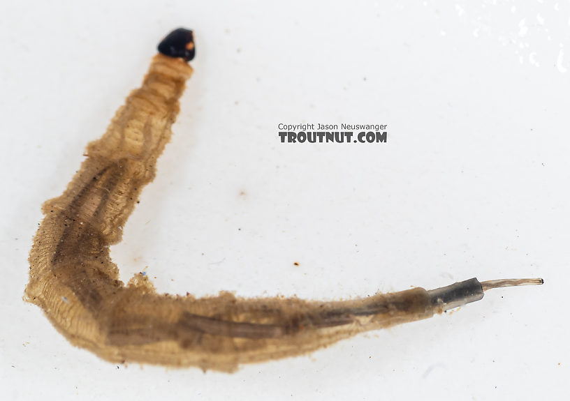 Ptychopteridae (Phantom Crane Flies) Phantom Crane Fly Larva from Mystery Creek #199 in Washington