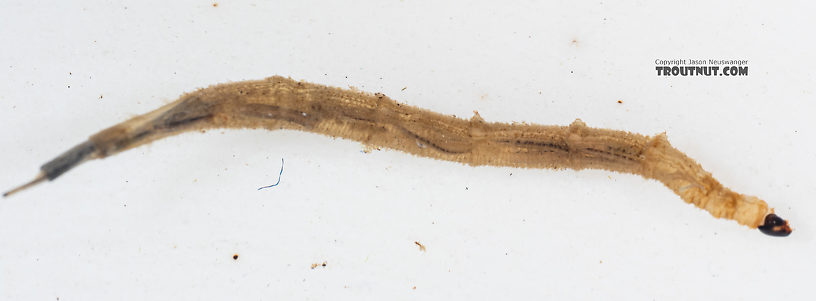 Ptychopteridae (Phantom Crane Flies) Phantom Crane Fly Larva from Mystery Creek #199 in Washington