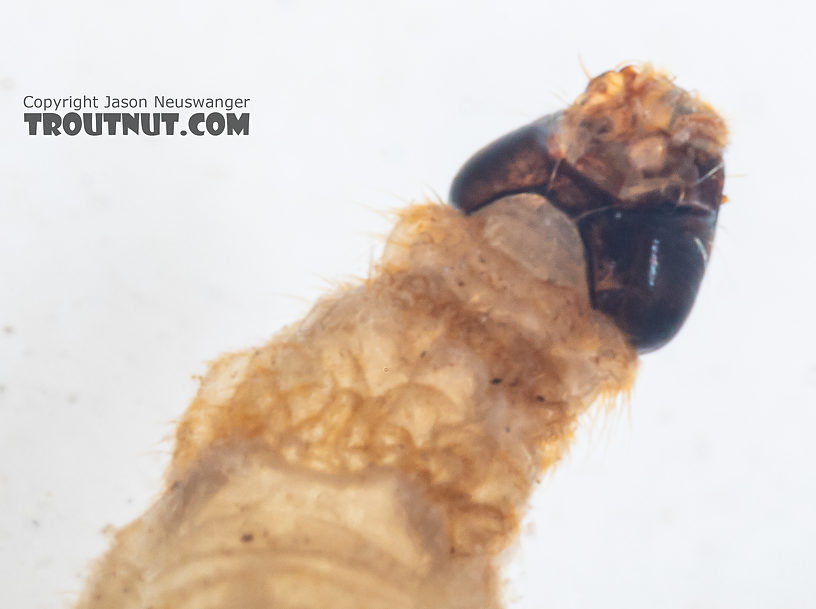 Ptychopteridae (Phantom Crane Flies) Phantom Crane Fly Larva from Mystery Creek #199 in Washington