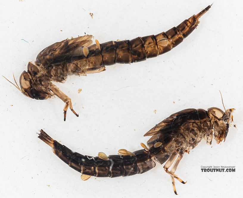 Ameletus (Brown Duns) Mayfly Nymph from Mystery Creek #199 in Washington