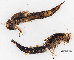 Ameletus (Brown Duns) Mayfly Nymph