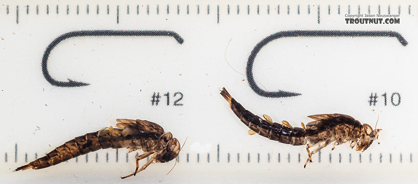 Ameletus (Brown Duns) Mayfly Nymph from Mystery Creek #199 in Washington