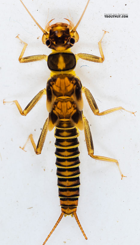 Kogotus nonus Stonefly Nymph from Mystery Creek #199 in Washington