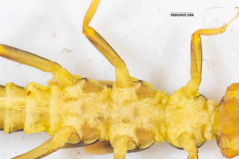 Kogotus nonus Stonefly Nymph from Mystery Creek #199 in Washington