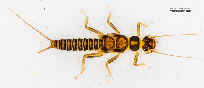 Kogotus nonus Stonefly Nymph from Mystery Creek #199 in Washington