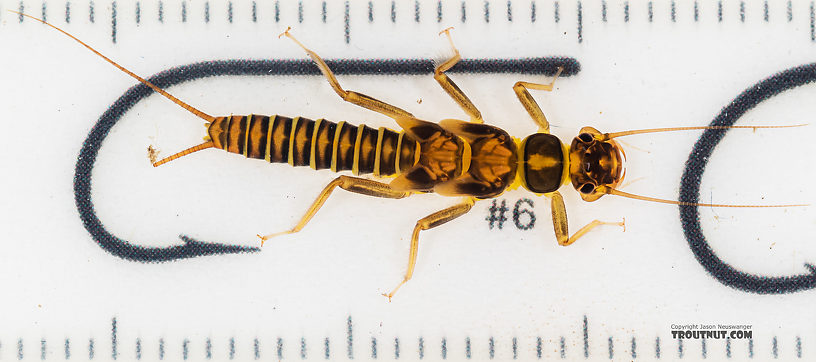 Kogotus nonus Stonefly Nymph from Mystery Creek #199 in Washington