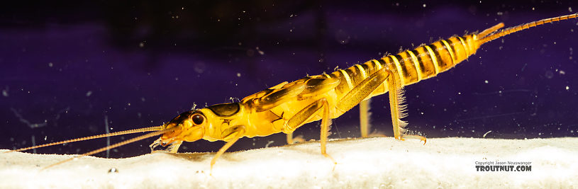 Kogotus nonus Stonefly Nymph from Mystery Creek #199 in Washington