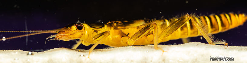 Kogotus nonus Stonefly Nymph from Mystery Creek #199 in Washington