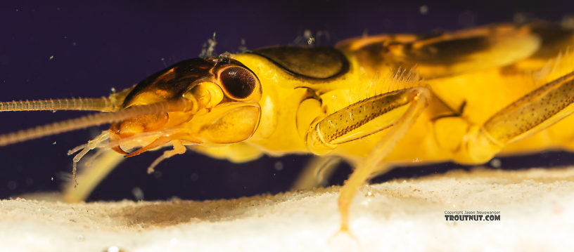 Kogotus nonus Stonefly Nymph from Mystery Creek #199 in Washington