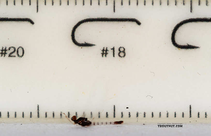 Male Paraleptophlebia sculleni Mayfly Spinner from the Middle Fork Snoqualmie River in Washington