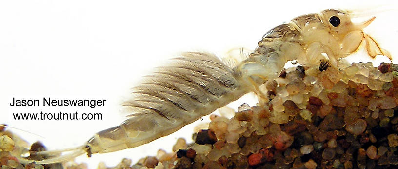 Hexagenia limbata (Hex) Mayfly Nymph from unknown in Wisconsin