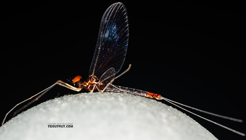 Male Paraleptophlebia sculleni Mayfly Spinner from the Middle Fork Snoqualmie River in Washington