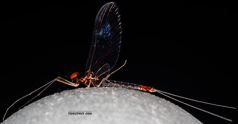 Male Paraleptophlebia sculleni Mayfly Spinner from the Middle Fork Snoqualmie River in Washington