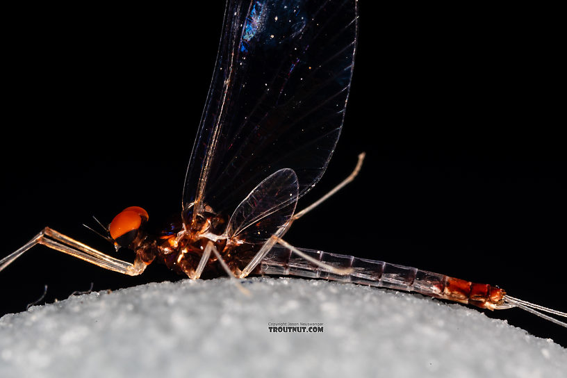 Male Paraleptophlebia sculleni Mayfly Spinner from the Middle Fork Snoqualmie River in Washington