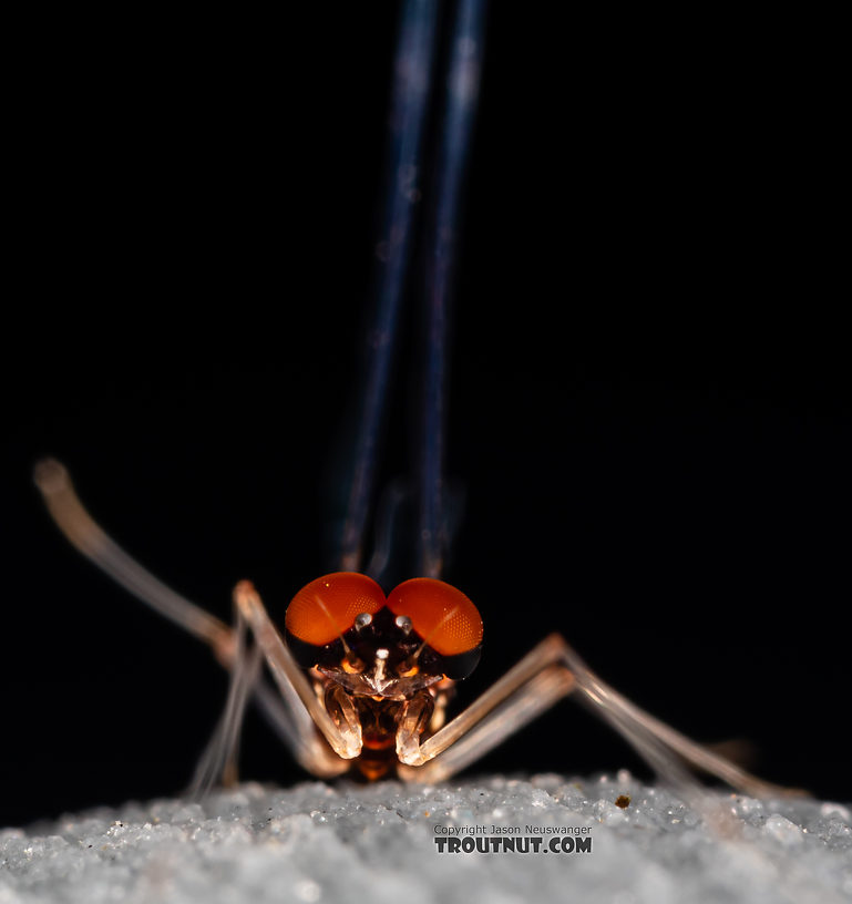 Male Paraleptophlebia sculleni Mayfly Spinner from the Middle Fork Snoqualmie River in Washington