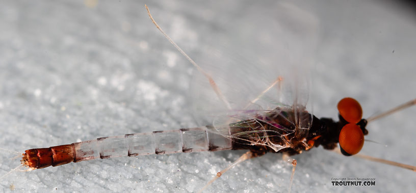 Male Paraleptophlebia sculleni Mayfly Spinner from the Middle Fork Snoqualmie River in Washington