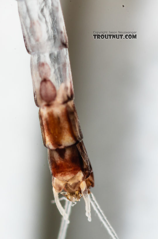 Male Paraleptophlebia sculleni Mayfly Spinner from the Middle Fork Snoqualmie River in Washington