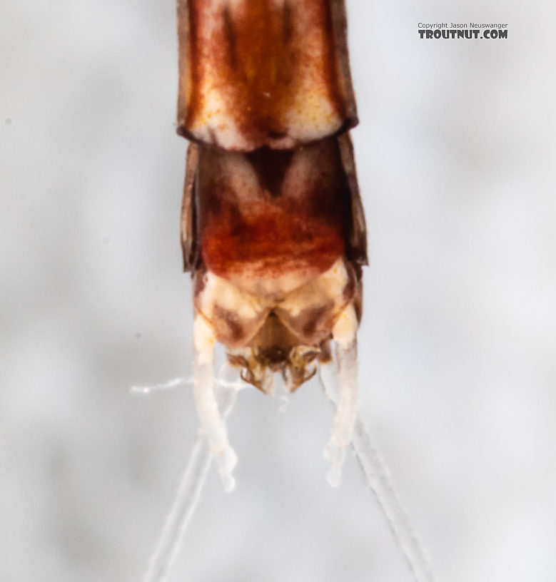 Male Paraleptophlebia sculleni Mayfly Spinner from the Middle Fork Snoqualmie River in Washington