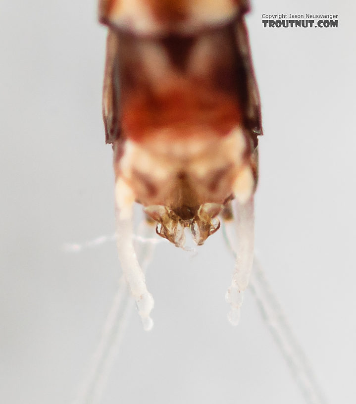 Male Paraleptophlebia sculleni Mayfly Spinner from the Middle Fork Snoqualmie River in Washington