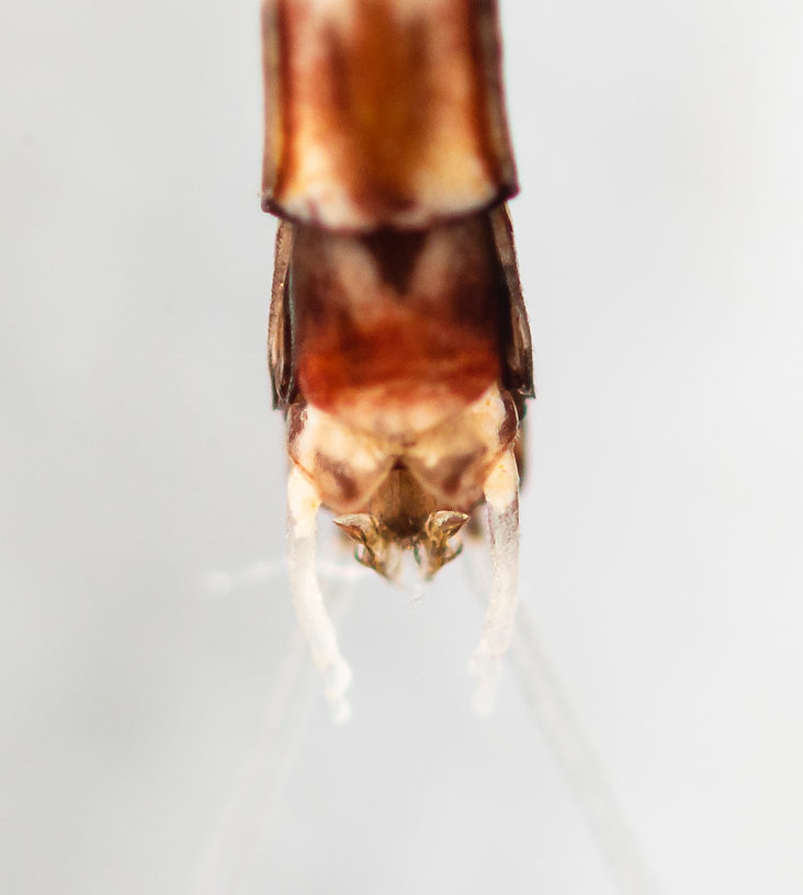 Male Paraleptophlebia sculleni Mayfly Spinner from the Middle Fork Snoqualmie River in Washington