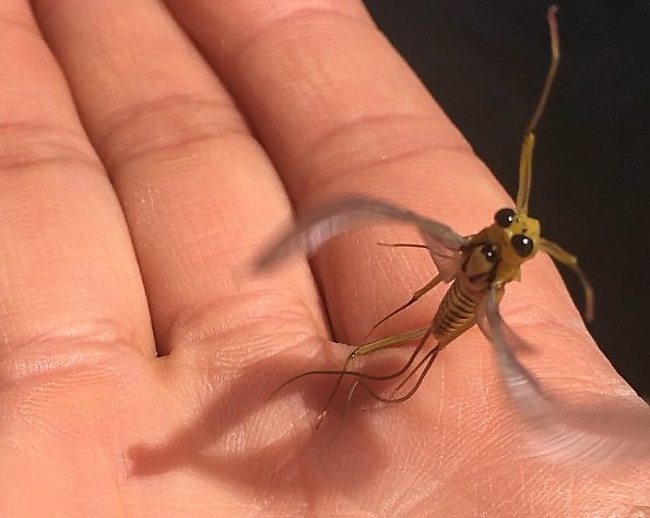 Photo credit: Hyun Kounne  Male Heptagenia culacantha Mayfly Dun from the Delaware River in New York