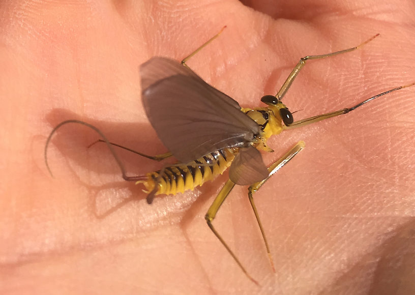 Photo credit: Hyun Kounne  Male Heptagenia culacantha Mayfly Dun from the Delaware River in New York