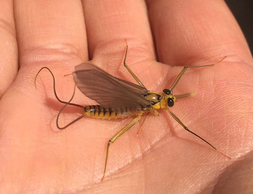 Photo credit: Hyun Kounne  Male Heptagenia culacantha Mayfly Dun from the Delaware River in New York