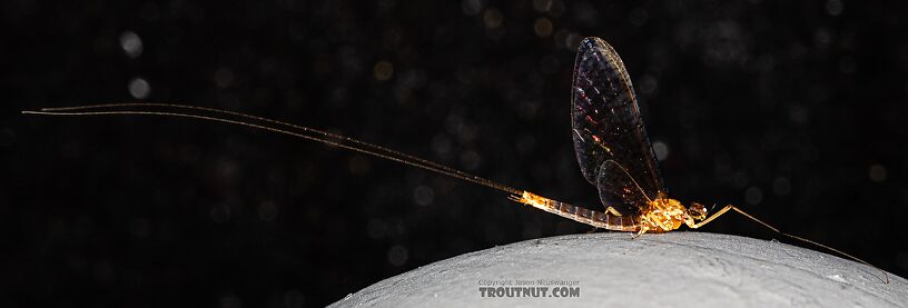 Male Cinygmula par Mayfly Spinner from Mystery Creek #249 in Washington