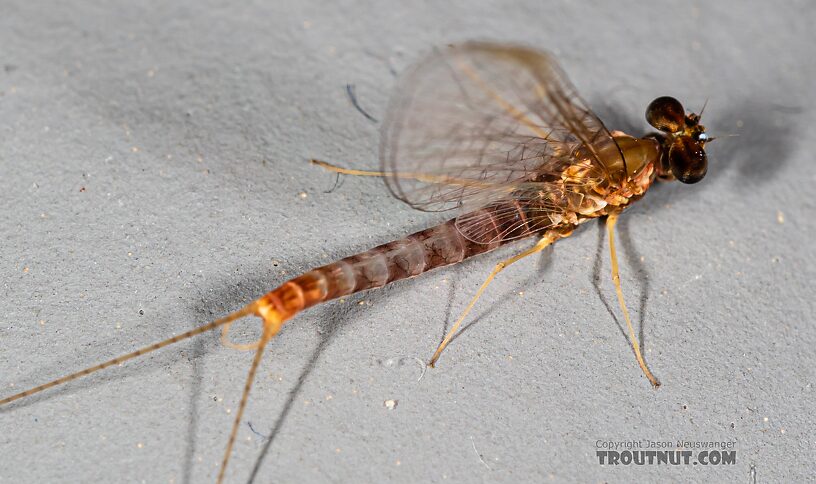 Male Cinygmula par Mayfly Spinner from Mystery Creek #249 in Washington