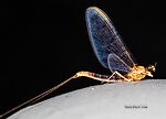 Male Cinygmula par  Mayfly Spinner