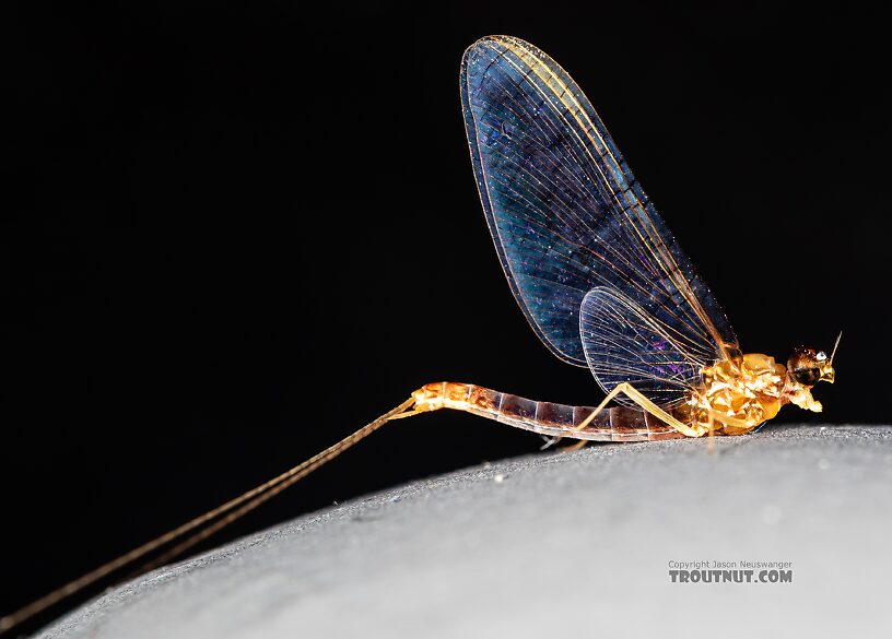 Unfortunately these spinners were really fragile and it was hard to get one completely intact. This one's missing some legs.  Male Cinygmula par Mayfly Spinner from Mystery Creek #249 in Washington