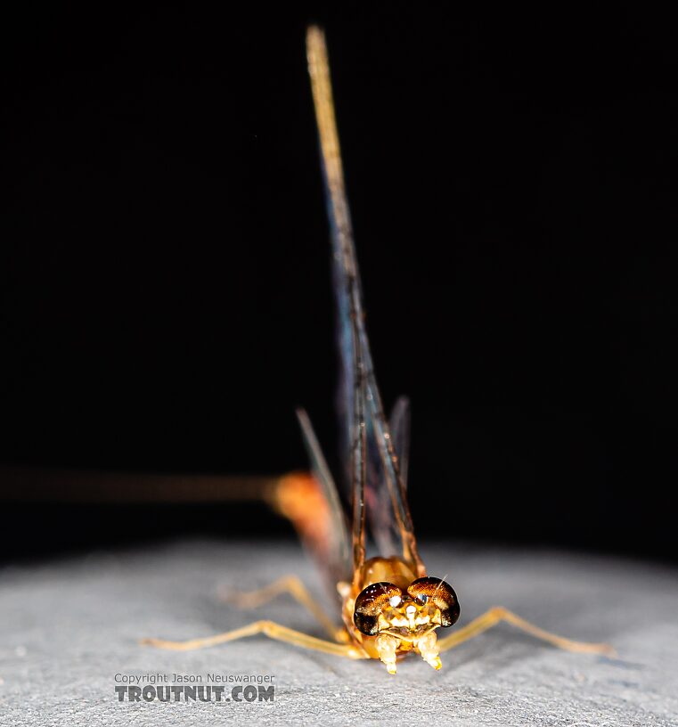 Male Cinygmula par Mayfly Spinner from Mystery Creek #249 in Washington