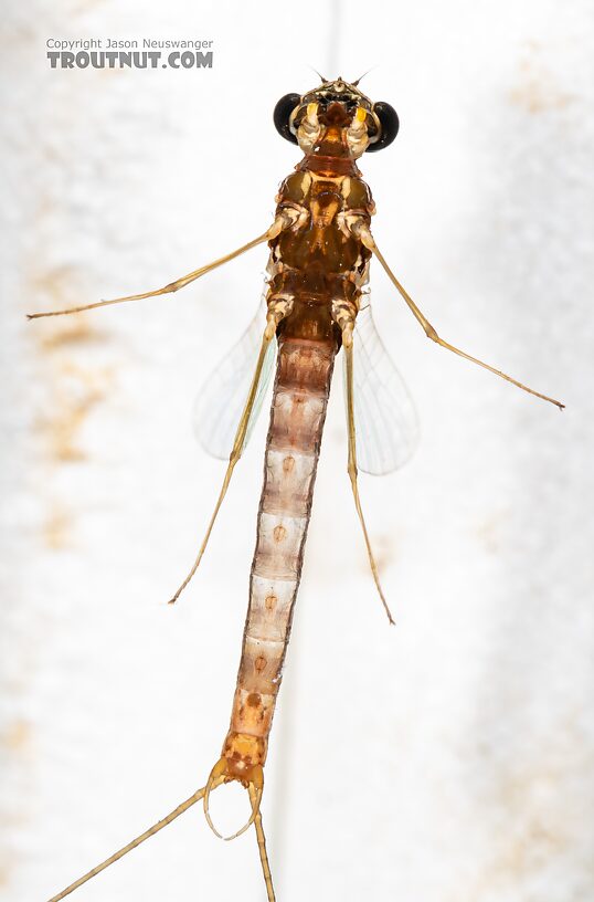 Male Cinygmula par Mayfly Spinner from Mystery Creek #249 in Washington