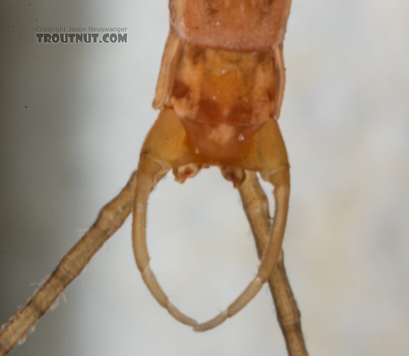 Male Cinygmula par Mayfly Spinner from Mystery Creek #249 in Washington