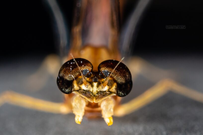 Male Cinygmula par Mayfly Spinner from Mystery Creek #249 in Washington