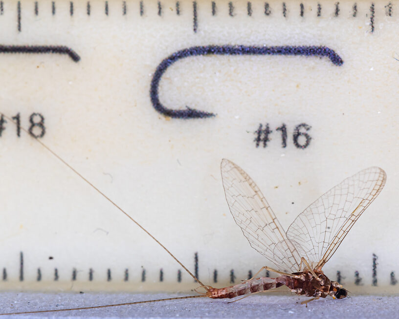 Male Cinygmula par Mayfly Spinner from Mystery Creek #249 in Washington