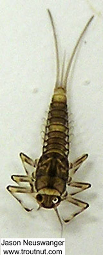 Baetidae (Blue-Winged Olives) Mayfly Nymph from unknown in Wisconsin