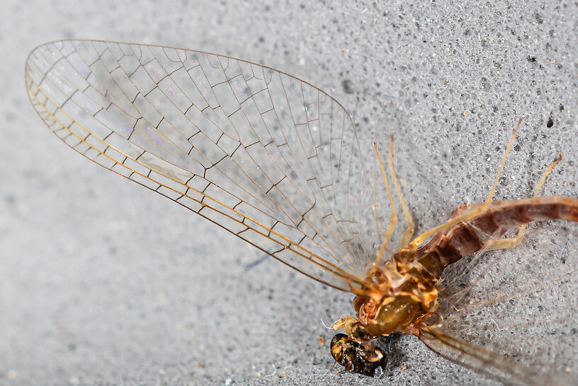 Male Cinygmula par Mayfly Spinner from Mystery Creek #249 in Washington