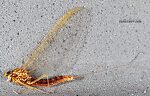 Female Cinygmula par  Mayfly Spinner