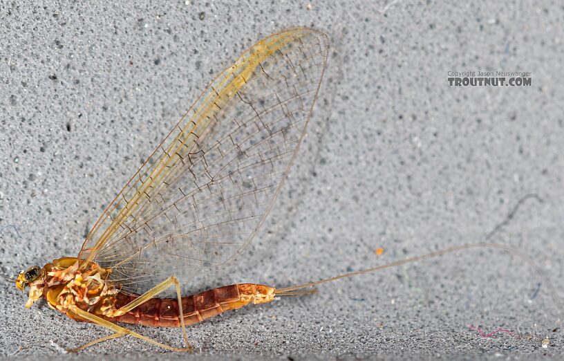 Female Cinygmula par Mayfly Spinner from Mystery Creek #249 in Washington