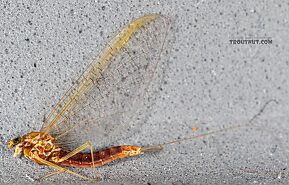 Female Cinygmula par  Mayfly Spinner