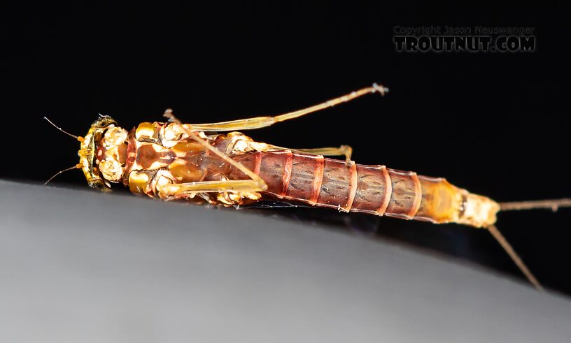 Female Cinygmula par Mayfly Spinner from Mystery Creek #249 in Washington