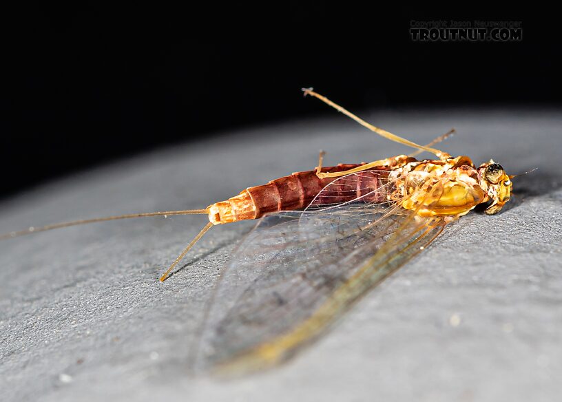 Female Cinygmula par Mayfly Spinner from Mystery Creek #249 in Washington