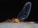 Male Cinygmula par  Mayfly Spinner