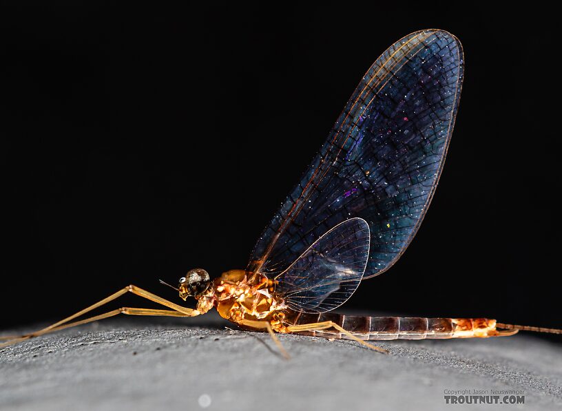 Male Cinygmula par Mayfly Spinner from Mystery Creek #249 in Washington