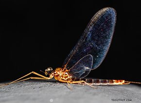 Male Cinygmula par  Mayfly Spinner