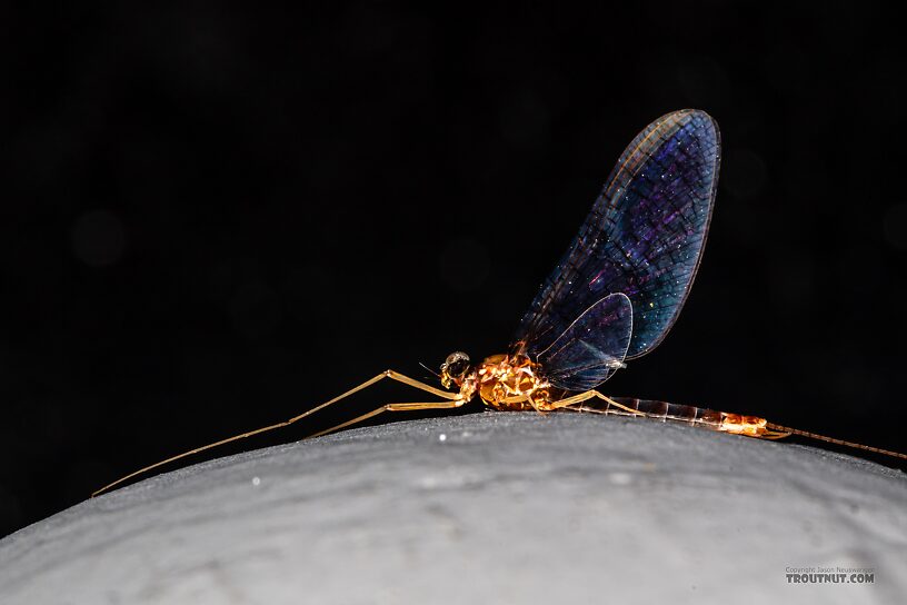 Male Cinygmula par Mayfly Spinner from Mystery Creek #249 in Washington